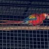 Papagaaien kooi gemaakt van zwarte gaas panelen